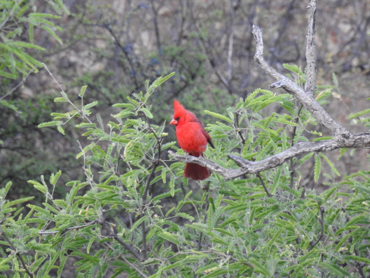 Northern Cardinal - deborah grimes