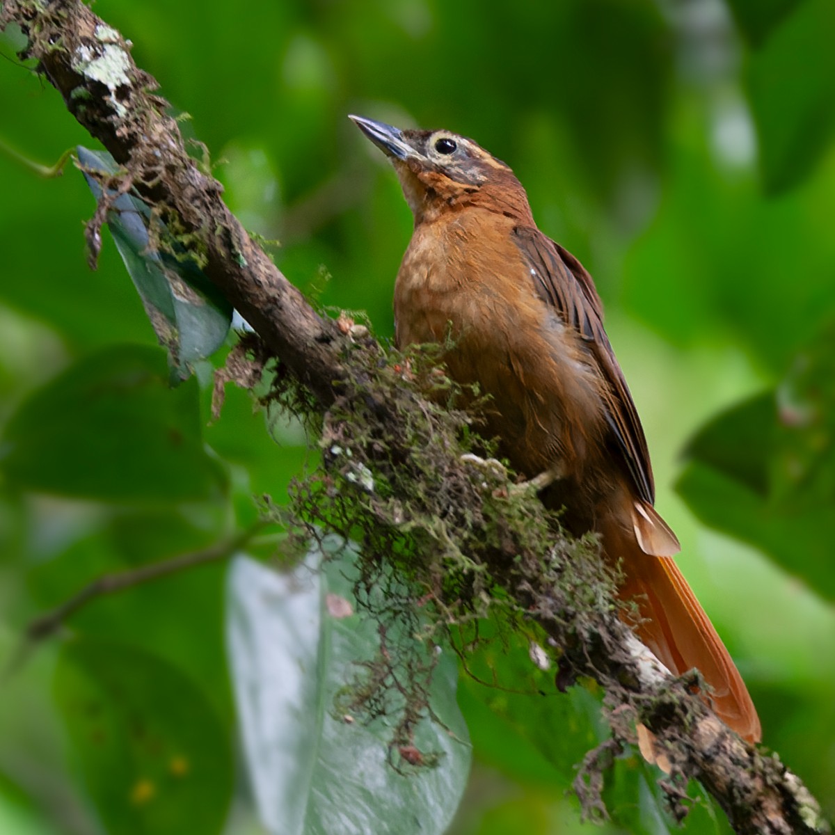Alagoas Foliage-gleaner - Lars Petersson | My World of Bird Photography