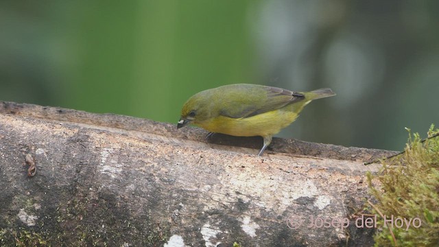 Thick-billed Euphonia (Black-tailed) - ML599348511