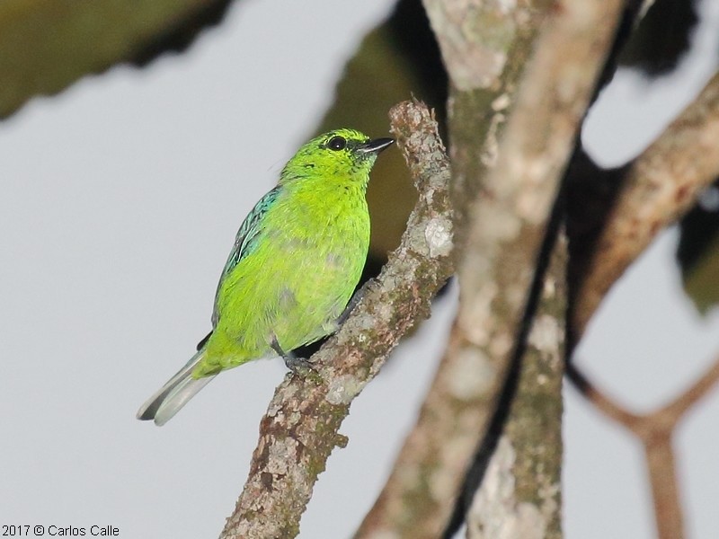 Dotted Tanager - ML59934991