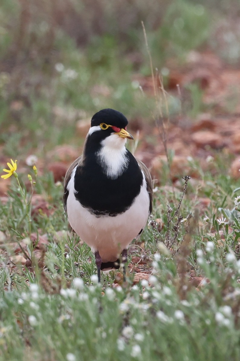 Banded Lapwing - Richard and Margaret Alcorn
