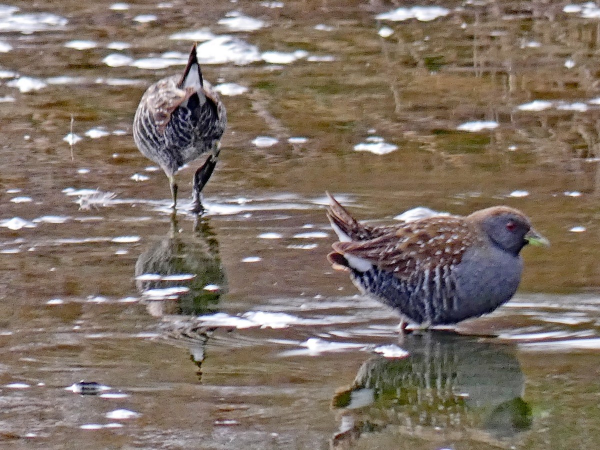 Australian Crake - ML599353401