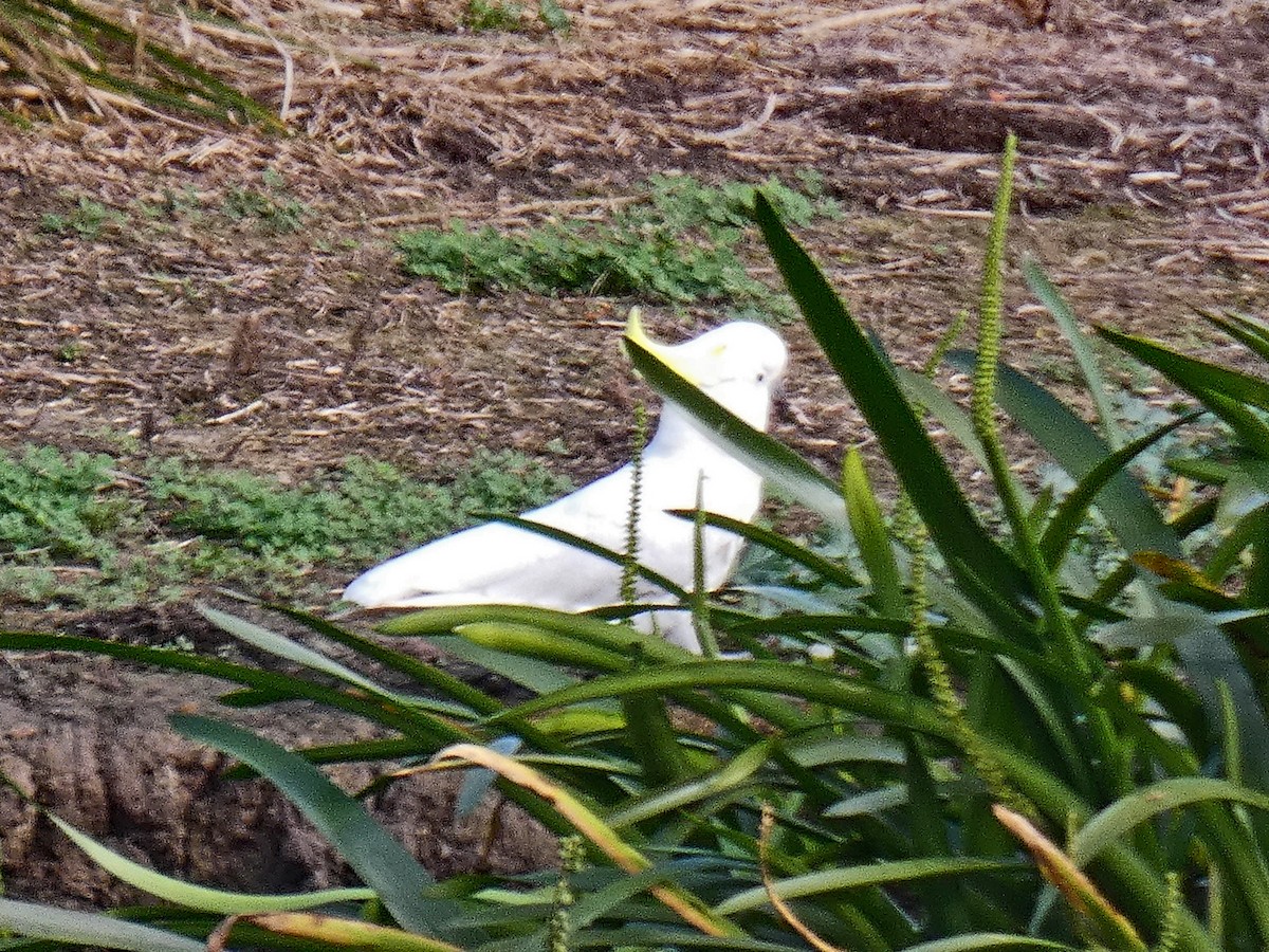 Sulphur-crested Cockatoo - ML599353451