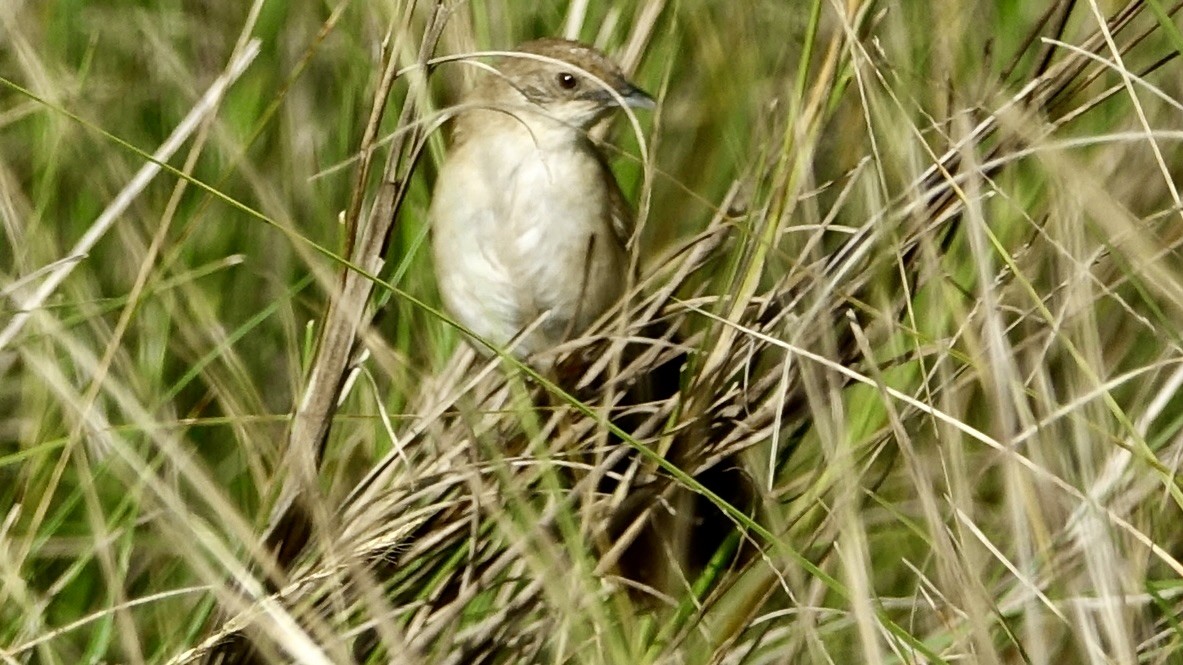 Fan-tailed Grassbird - ML599353751