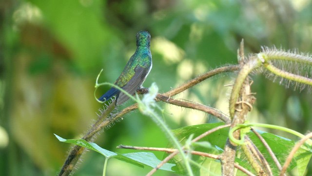 Violet-bellied Hummingbird - ML599354221