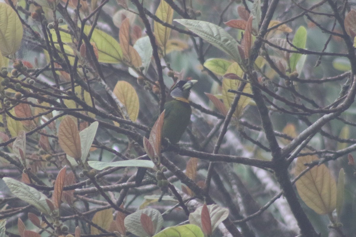 Fire-tufted Barbet - ML599359911
