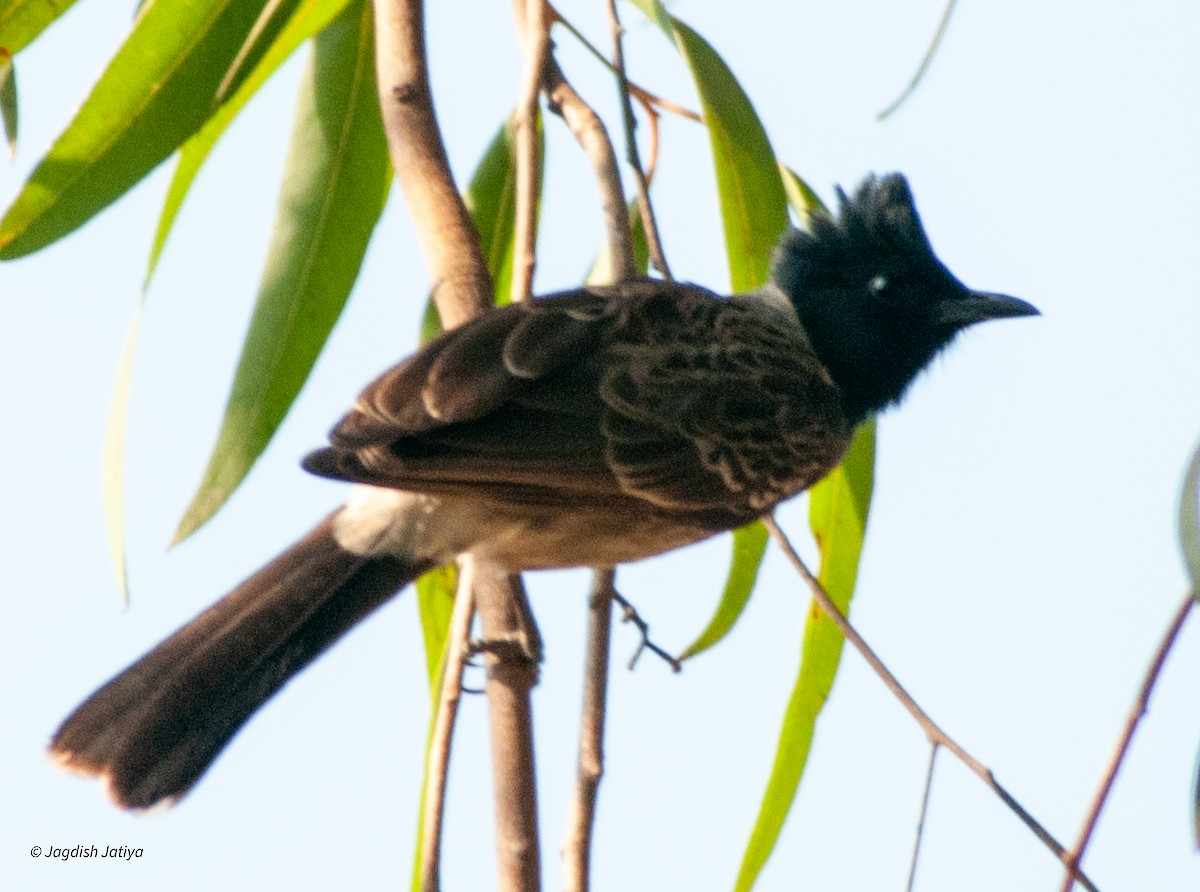 Red-vented Bulbul - ML599361161