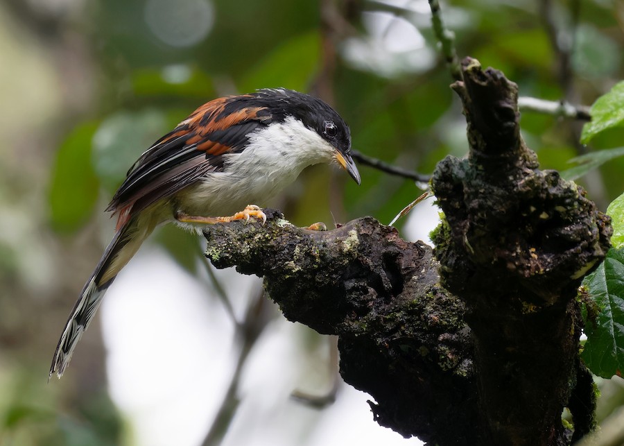 Rufous-backed Sibia (Rufous-backed) - eBird