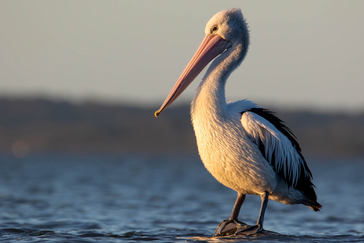 Australian Pelican - Felix Watson