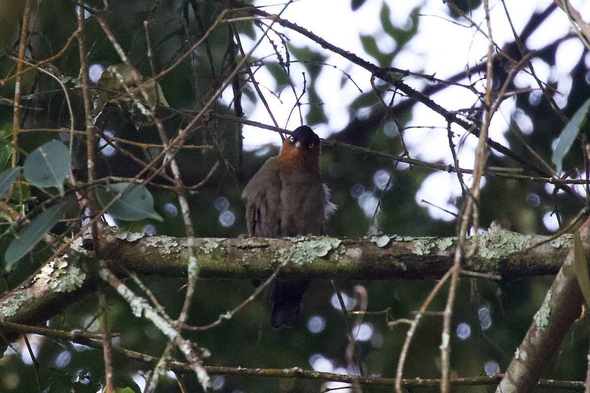 Red-collared Mountain-Babbler - ML599367051