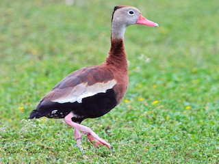  - Black-bellied Whistling-Duck