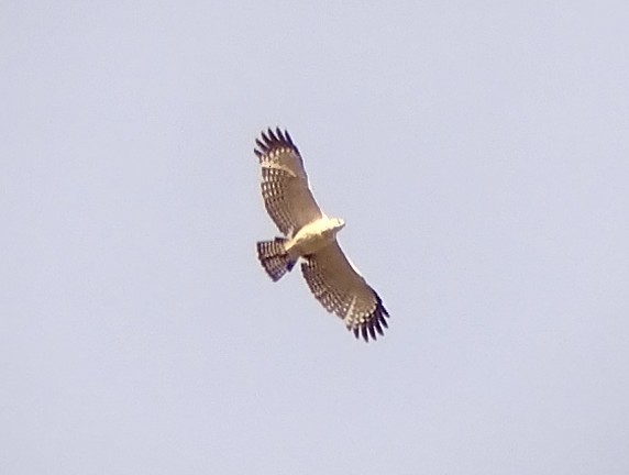 Flores Hawk-Eagle - ML599369551