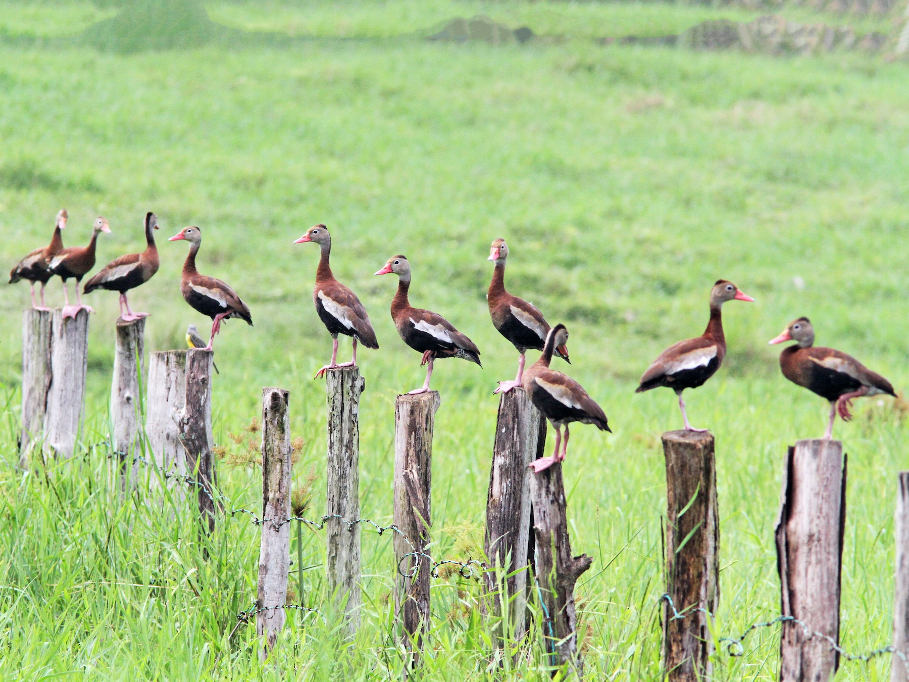 Black-bellied Whistling-Duck - Sean Fitzgerald