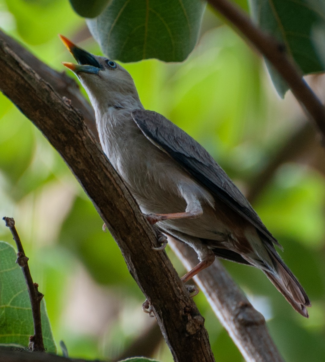 Chestnut-tailed Starling - Jagdish Jatiya