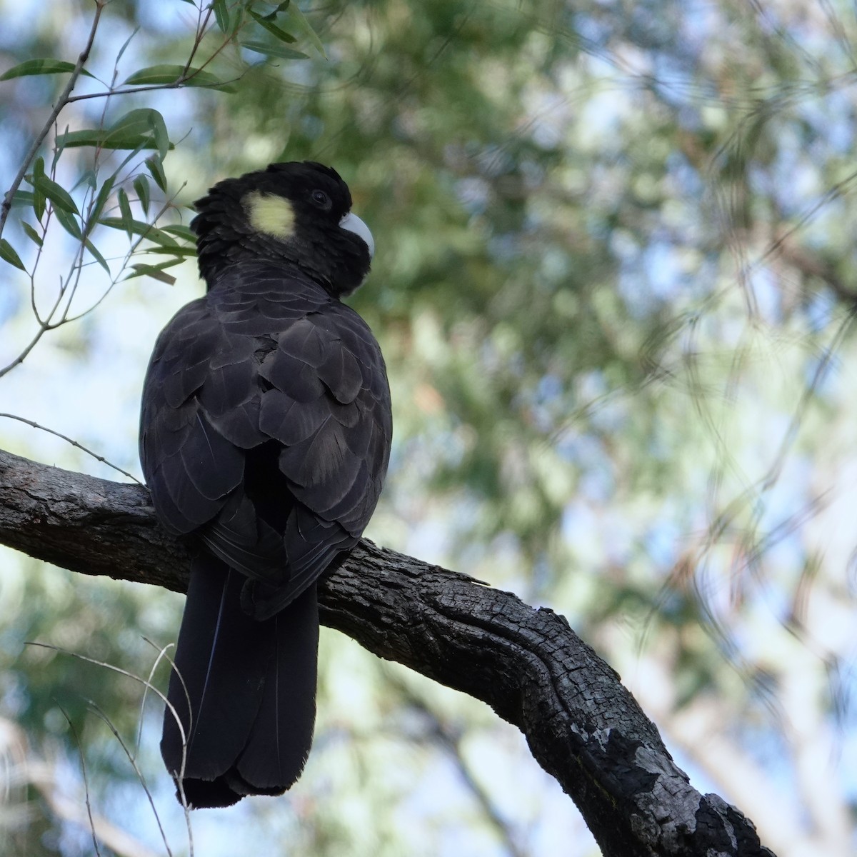 Yellow-tailed Black-Cockatoo - ML599373831