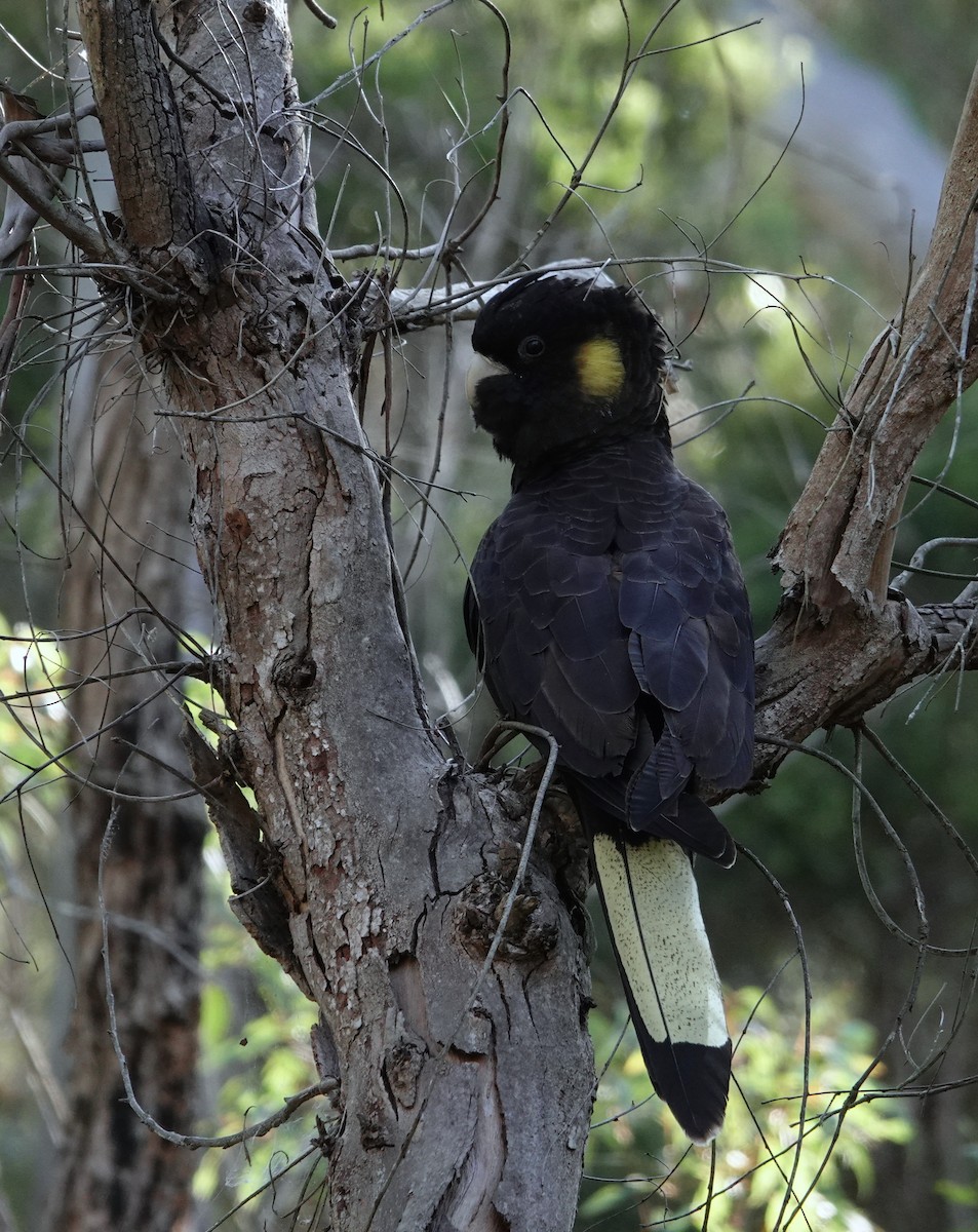 Yellow-tailed Black-Cockatoo - ML599375781