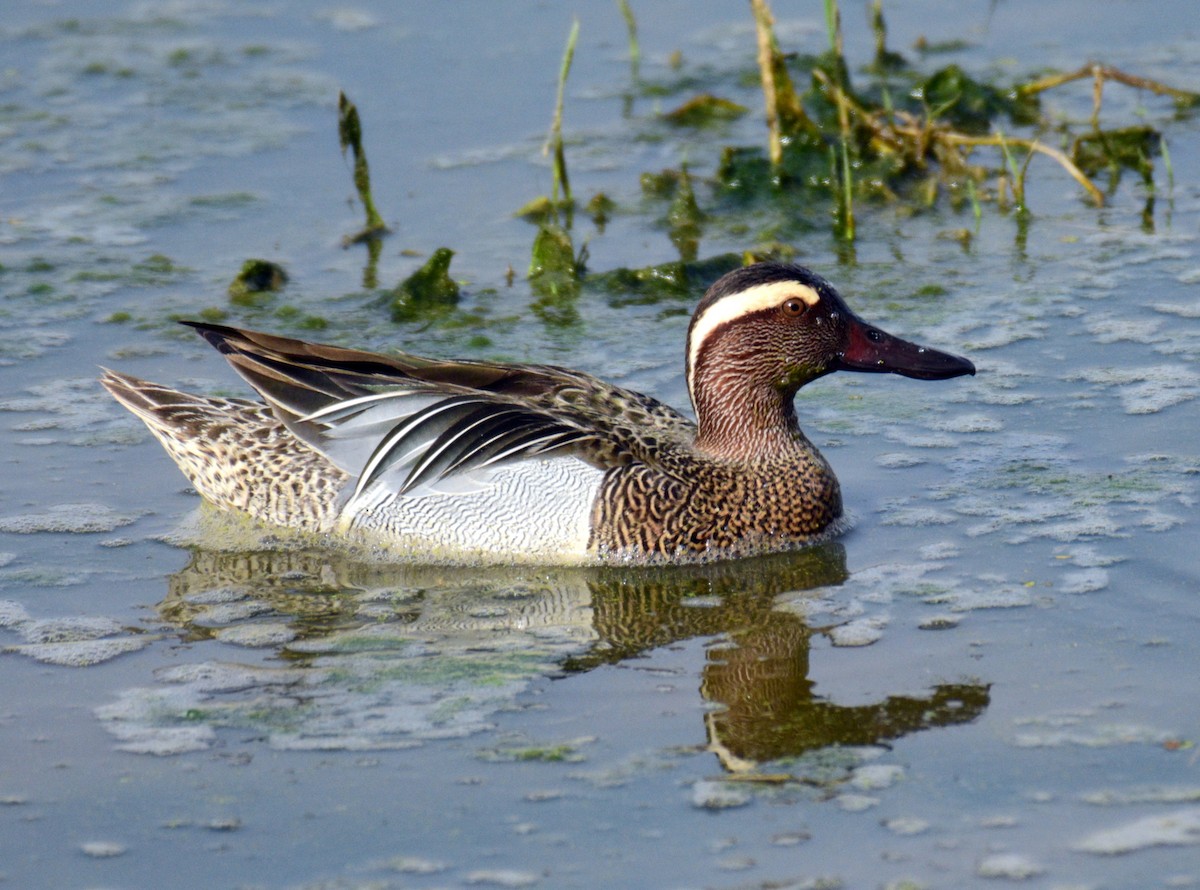 Garganey - Spatula querquedula - Media Search - Macaulay Library and eBird