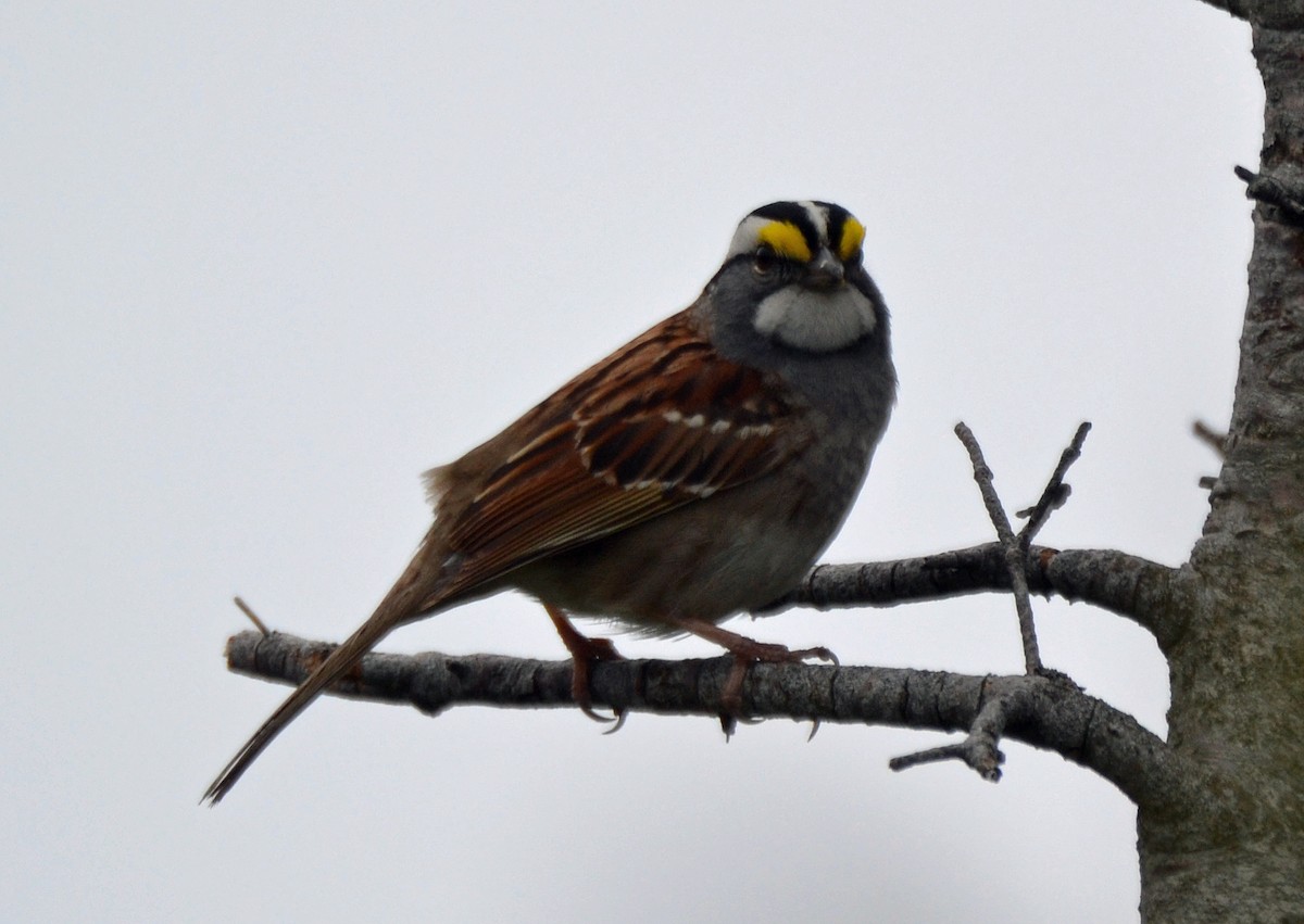 White-throated Sparrow - Michael J Good