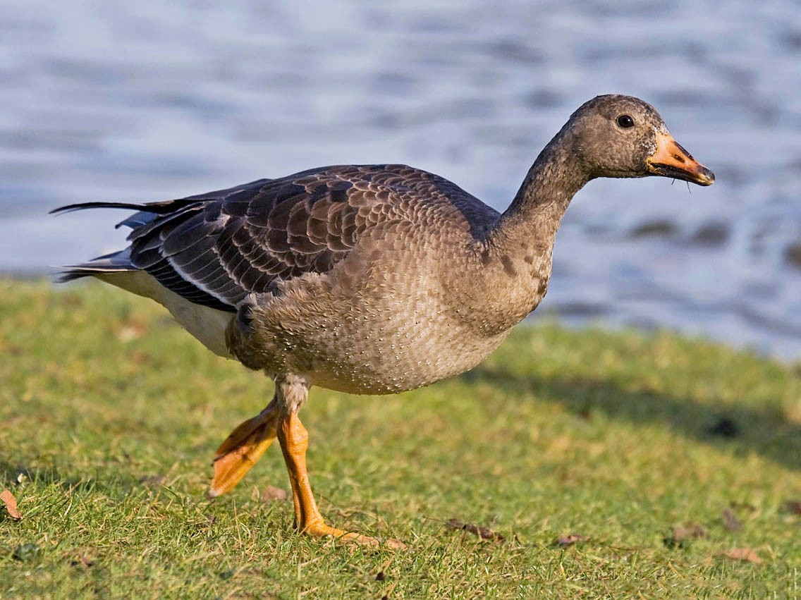 Greater White-fronted Goose - eBird