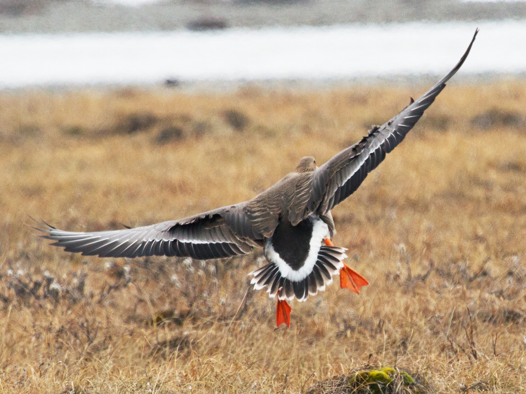 Greater White-fronted Goose - Scott Heidorn