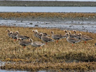 Қыздармен онлайн порно видео