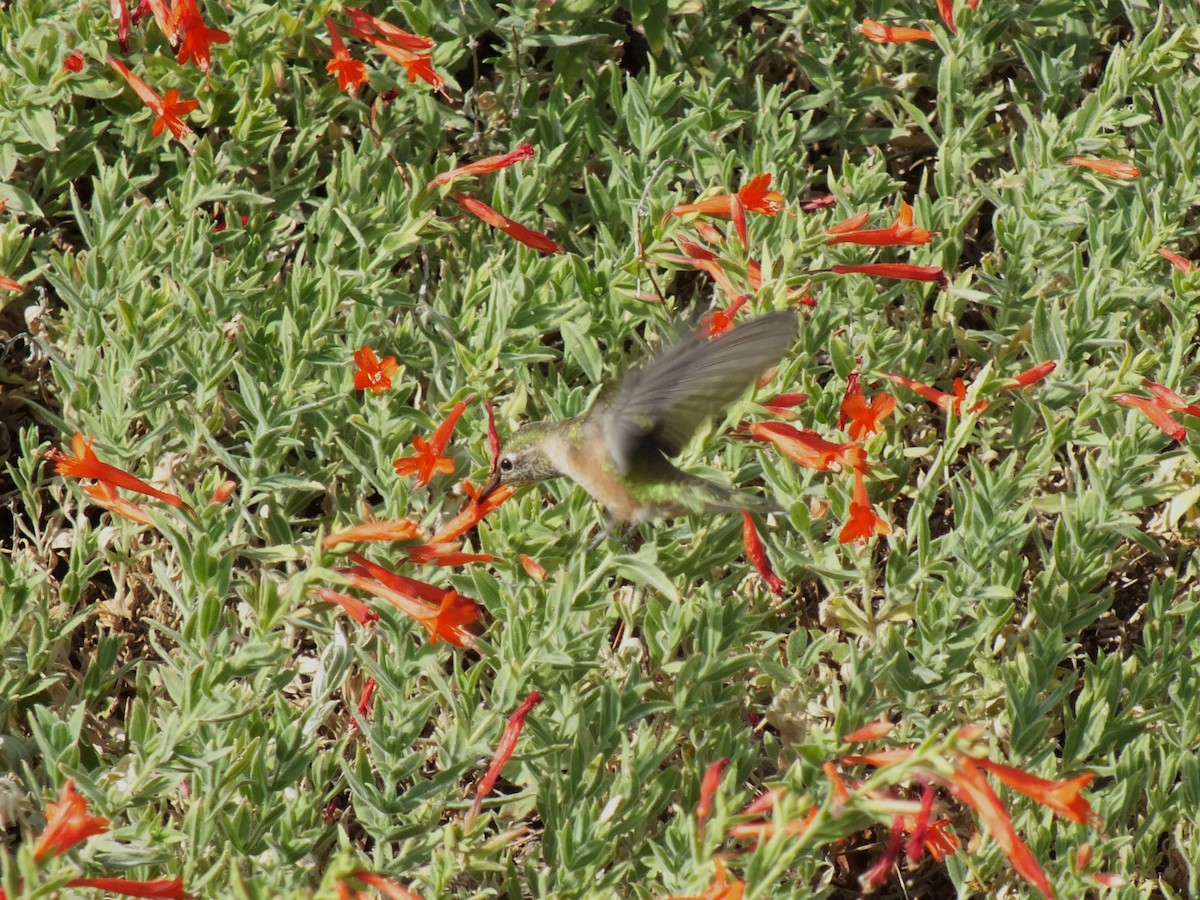 Broad-tailed Hummingbird - ML599382371