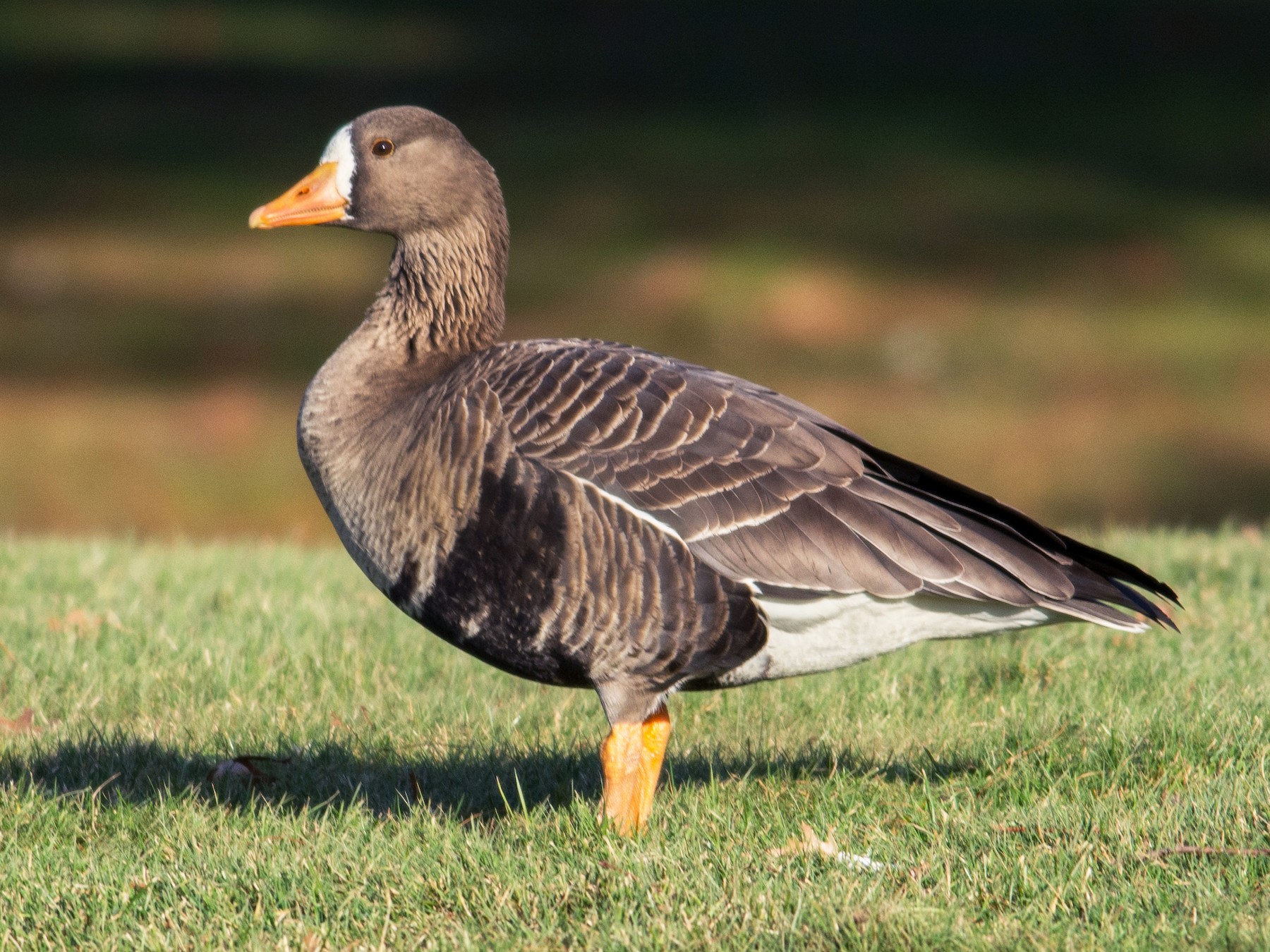 Greater White Fronted Goose EBird   1800