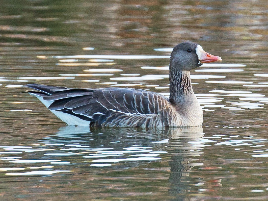 Greater White-fronted Goose - David Disher
