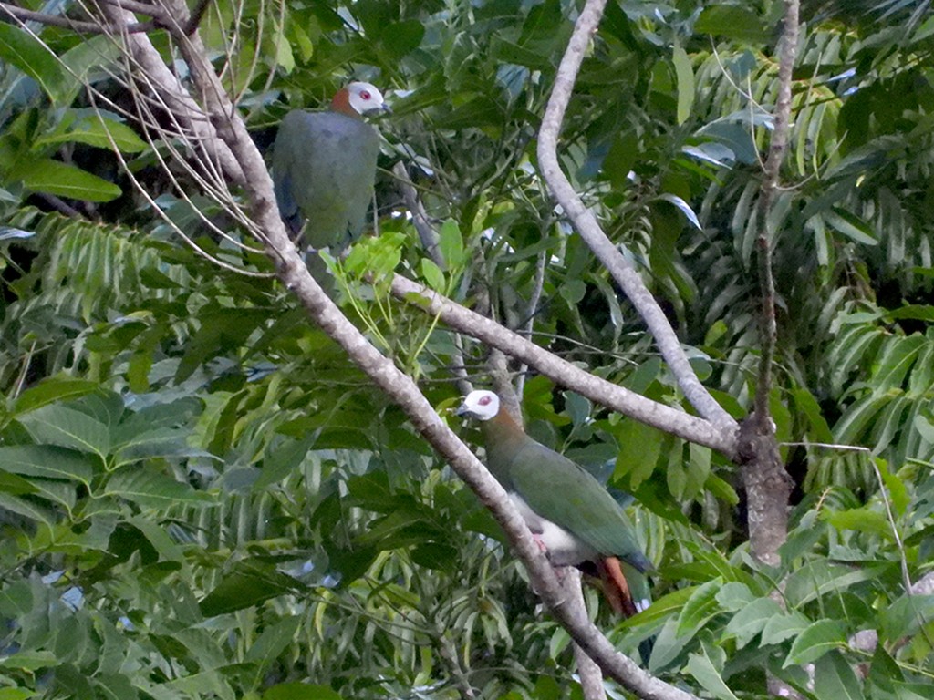 White-bellied Imperial-Pigeon - ML599382851