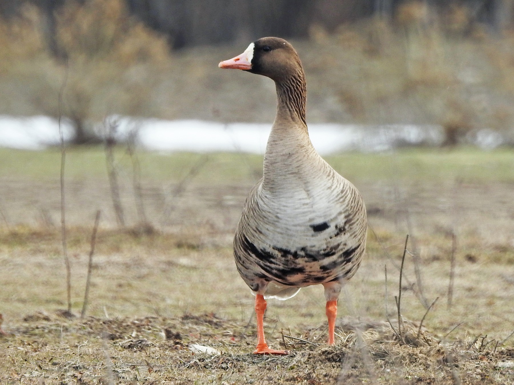 Greater White-fronted Goose - Mary Rumple