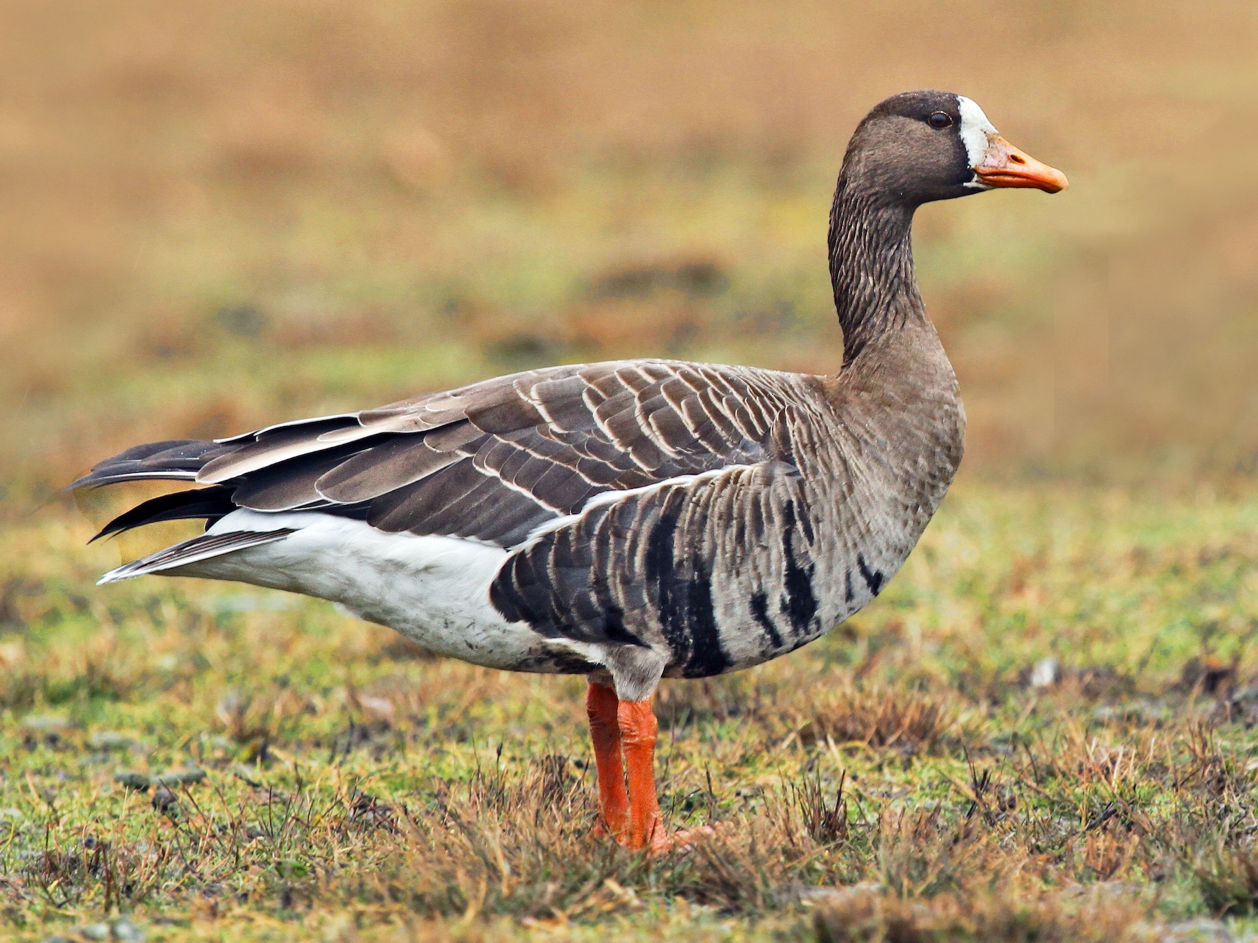 Greater White-fronted Goose - Ryan Schain
