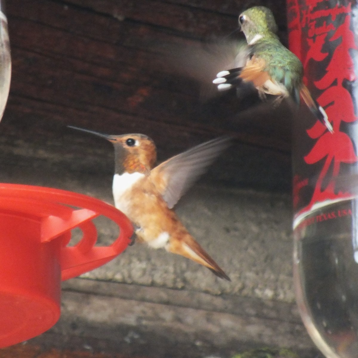 Rufous Hummingbird - ML599383201