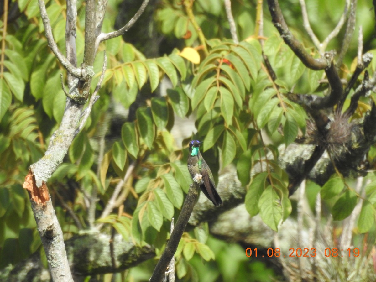 kolibřík skvostný - ML599386971