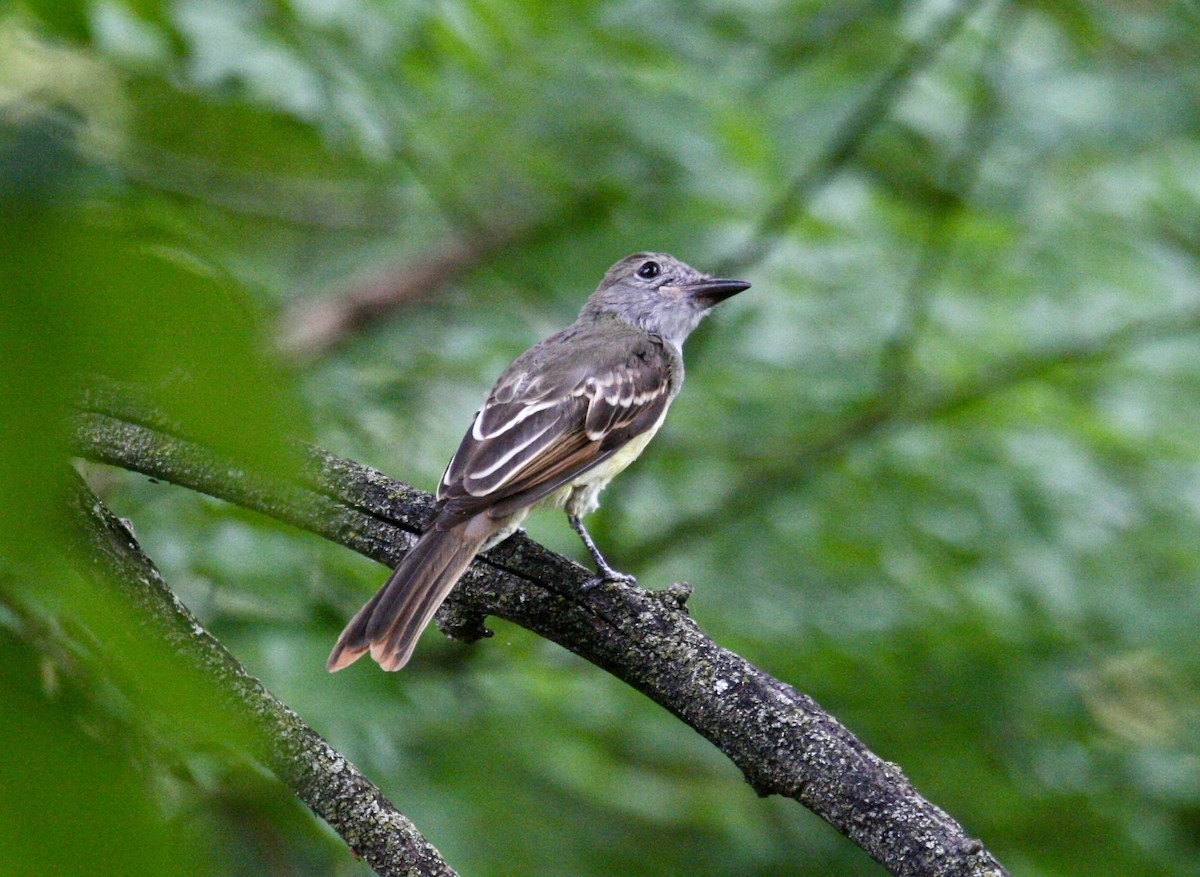 Great Crested Flycatcher - ML599388321
