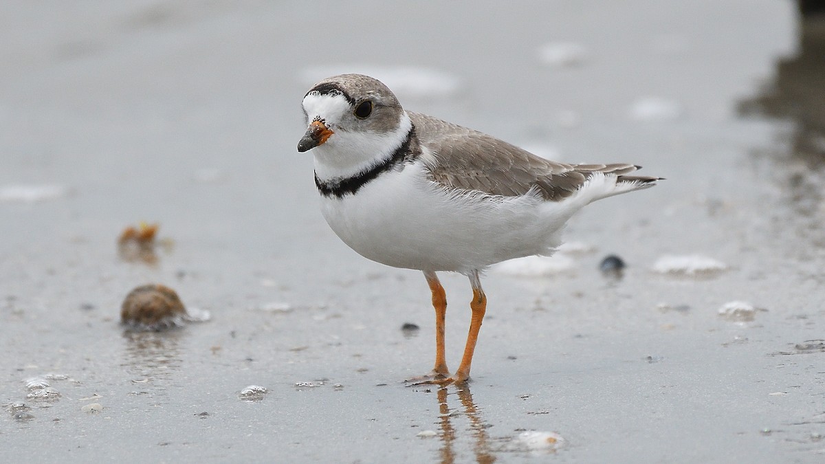 Piping Plover - ML599391971