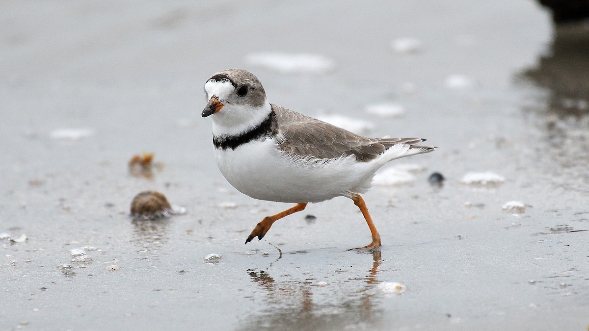 Piping Plover - ML599391981