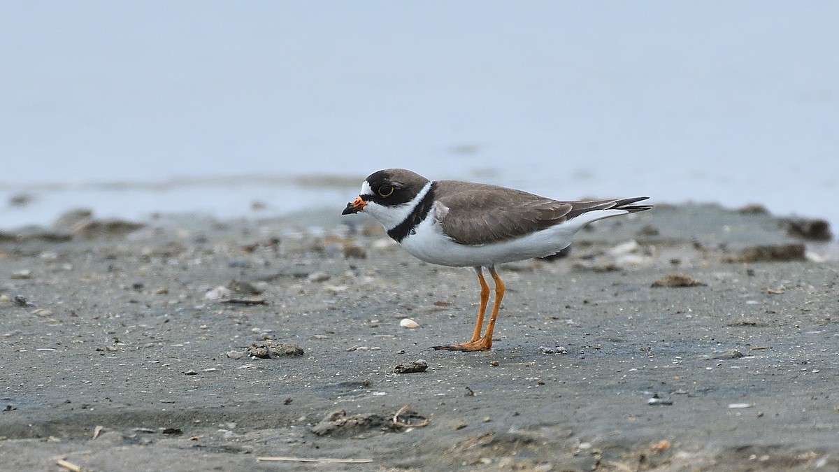 Semipalmated Plover - ML599392031