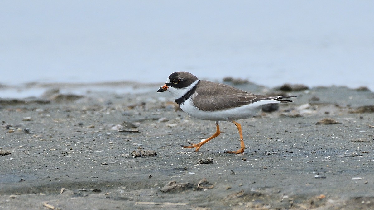 Semipalmated Plover - ML599392091