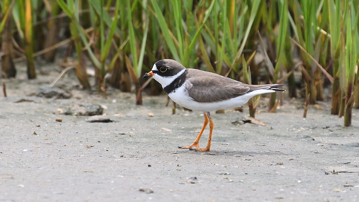 Semipalmated Plover - ML599392101