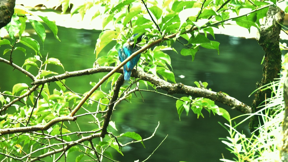 Common Kingfisher - ML599392661