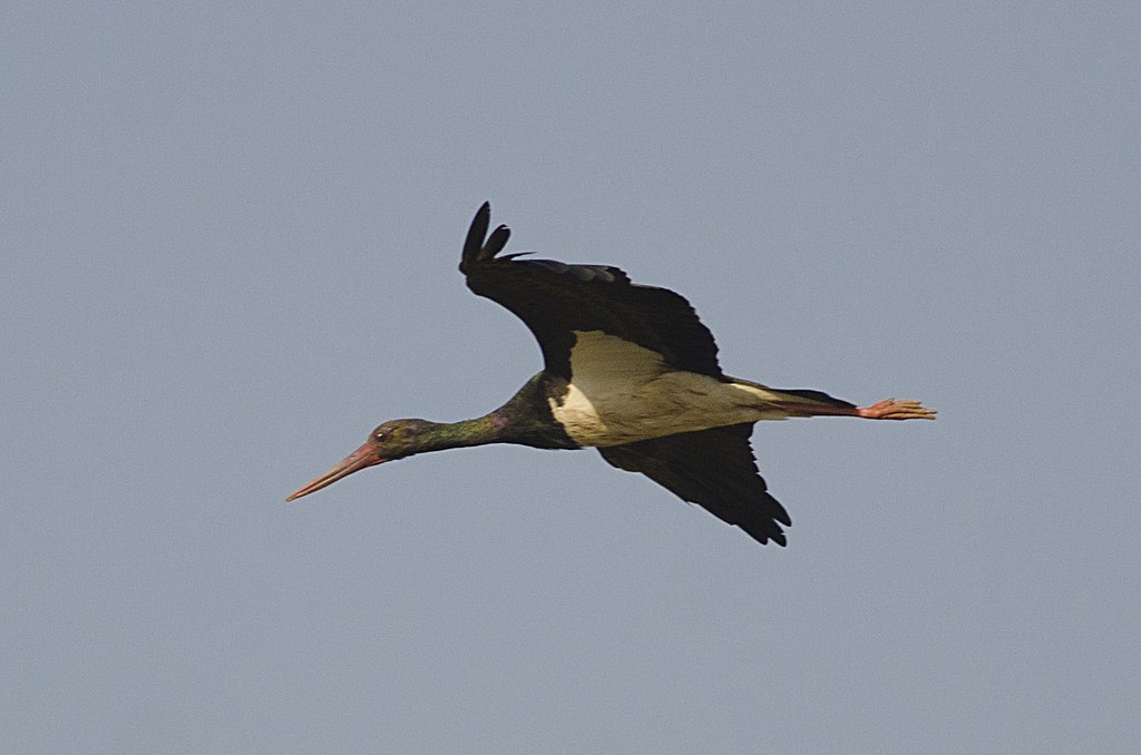 Black Stork - Kannan AS