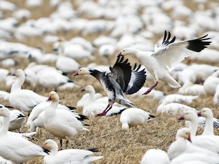 นกเต็มวัย ชุดขนสีขาวและชุดขนสีฟ้า - Joshua Covill - ML59939421
