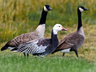 Adult blue morph (with Canada Goose) - Fred Jennings - ML59939431