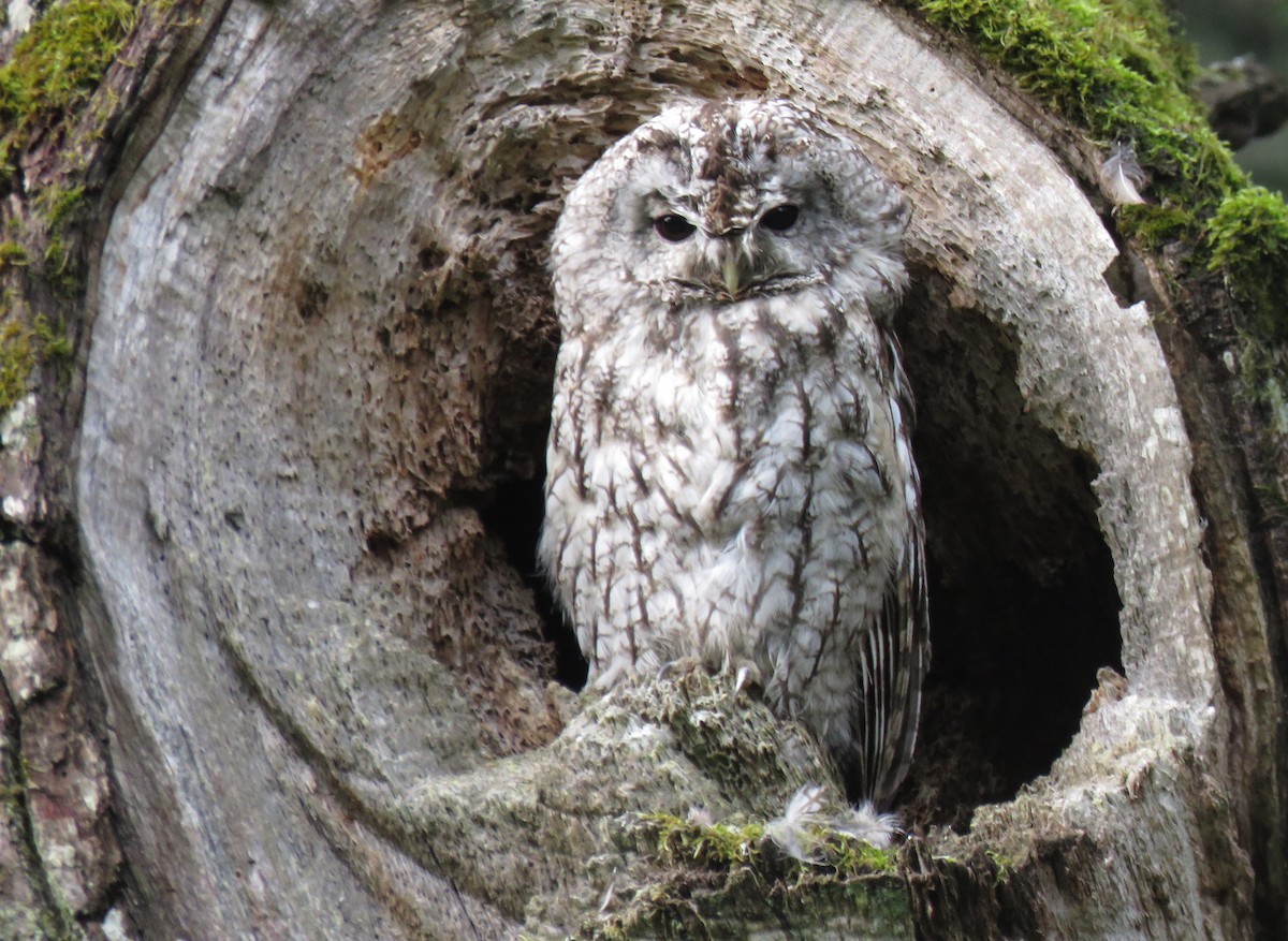 Tawny Owl - Andrew Emlen