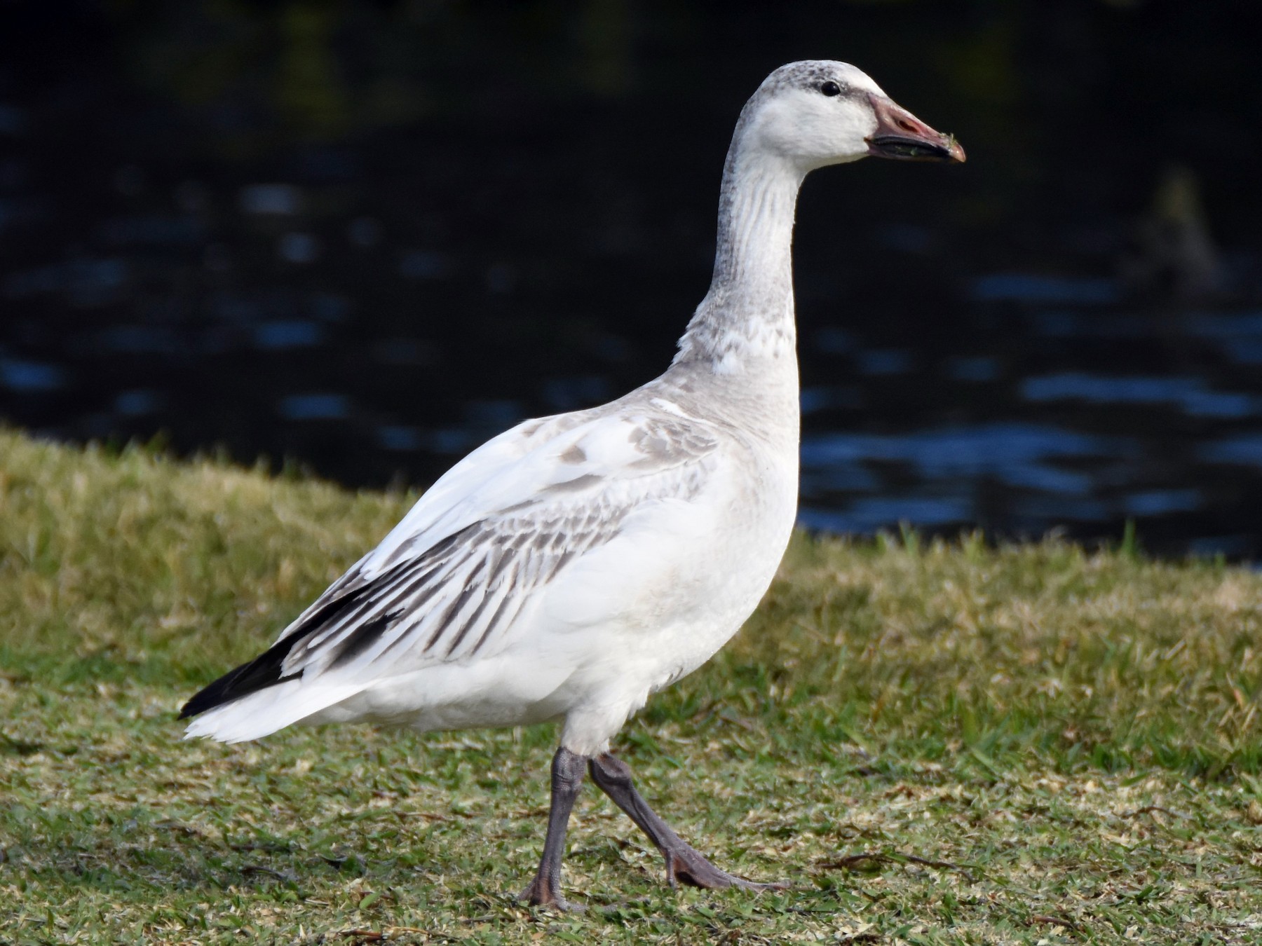 Canada Goose Bird Juvenile - Snow Goose Ebird