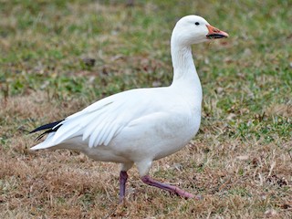 Snow Goose Anser Caerulescens Birds Of The World