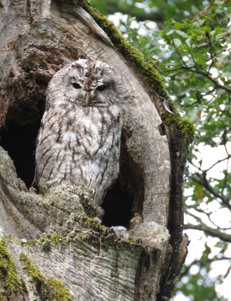Tawny Owl - ML599395681