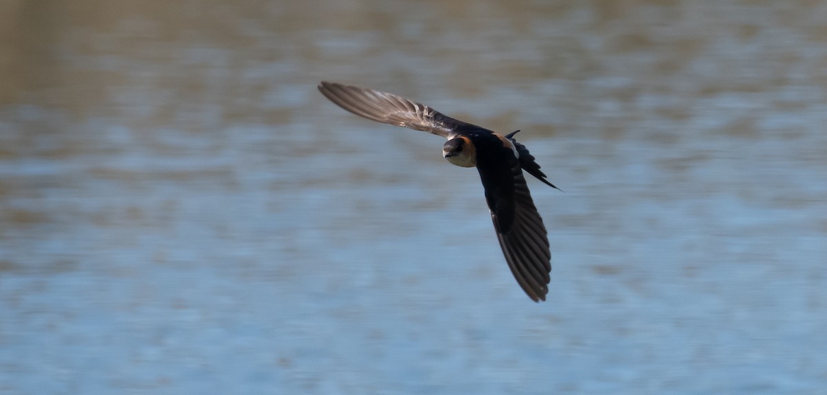 Red-rumped Swallow - ML599396041