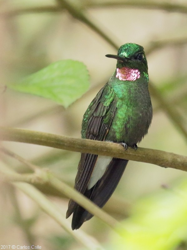 Pink-throated Brilliant - ML59939721