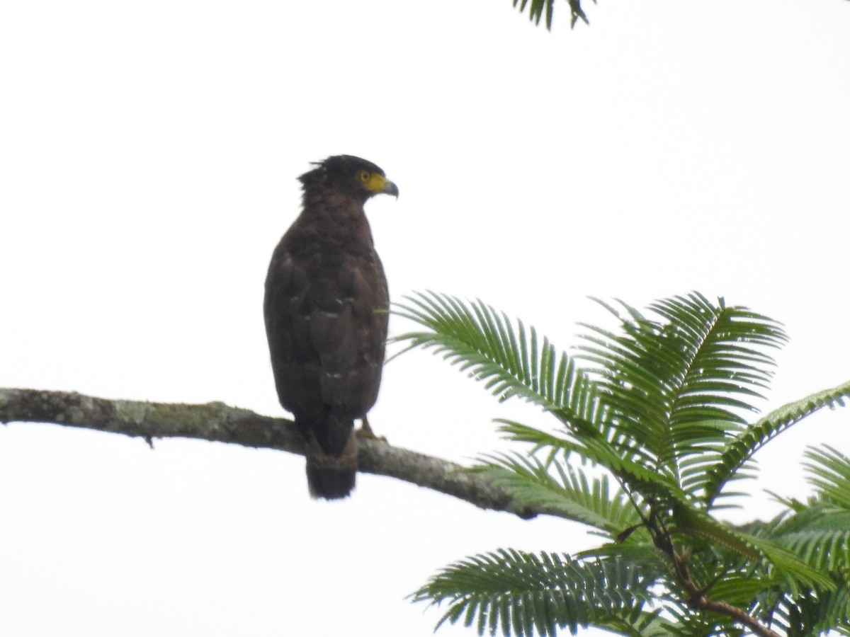 Crested Serpent-Eagle - ML59939911